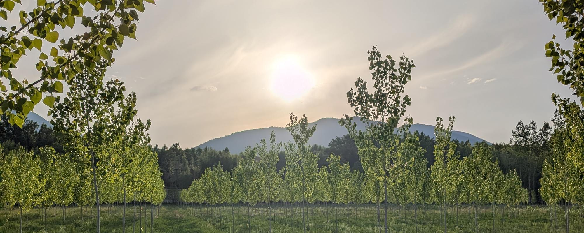 Sun setting over rows of young poplar trees, with mountains in the distance